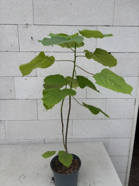 Alchornea davidii 3